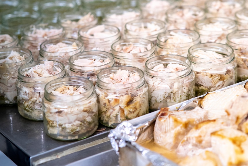 Jars being packed with cooked tuna.