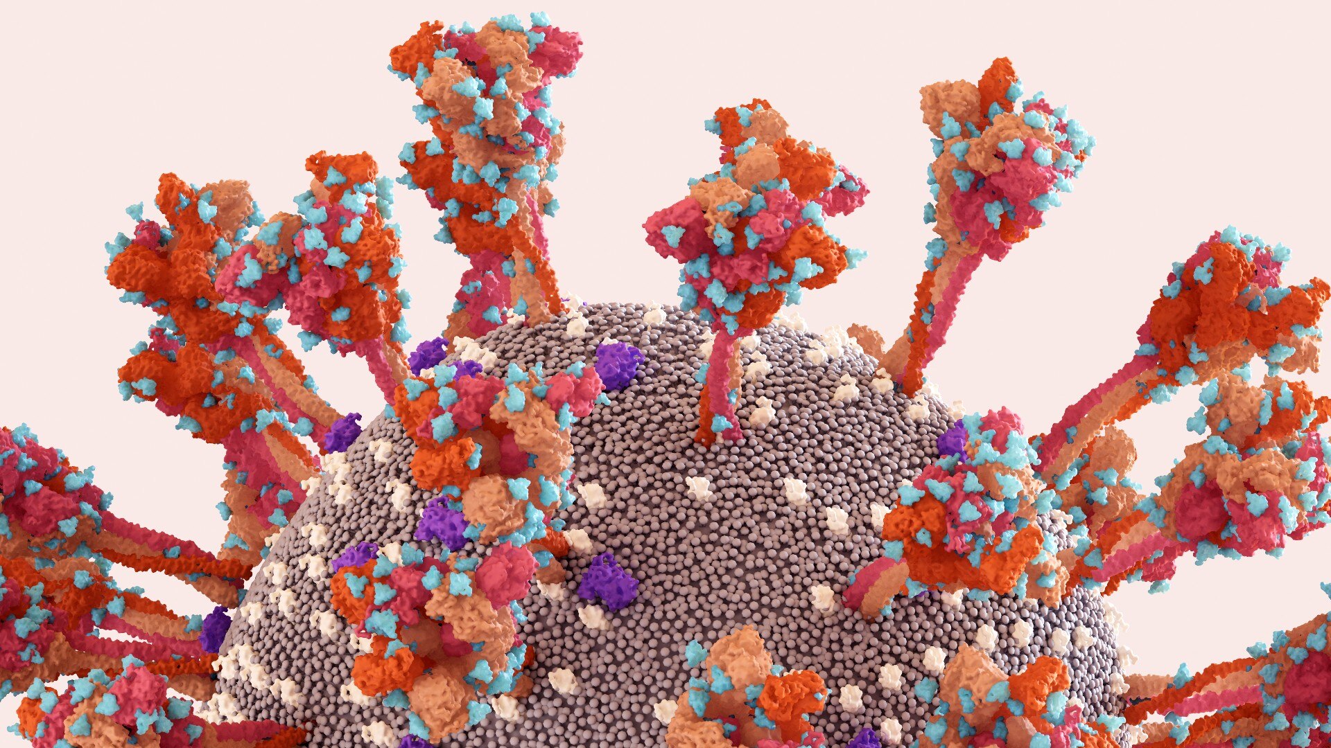 An illustration of spikes on the surface of a virus