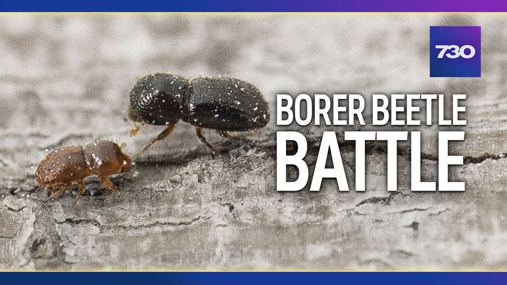 Fears the beetle which is killing trees in WA could spread - ABC News
