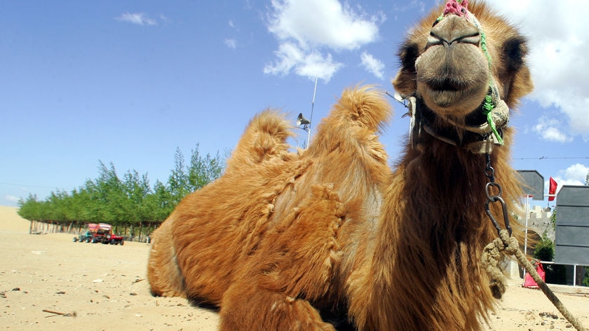 Pet camels killed