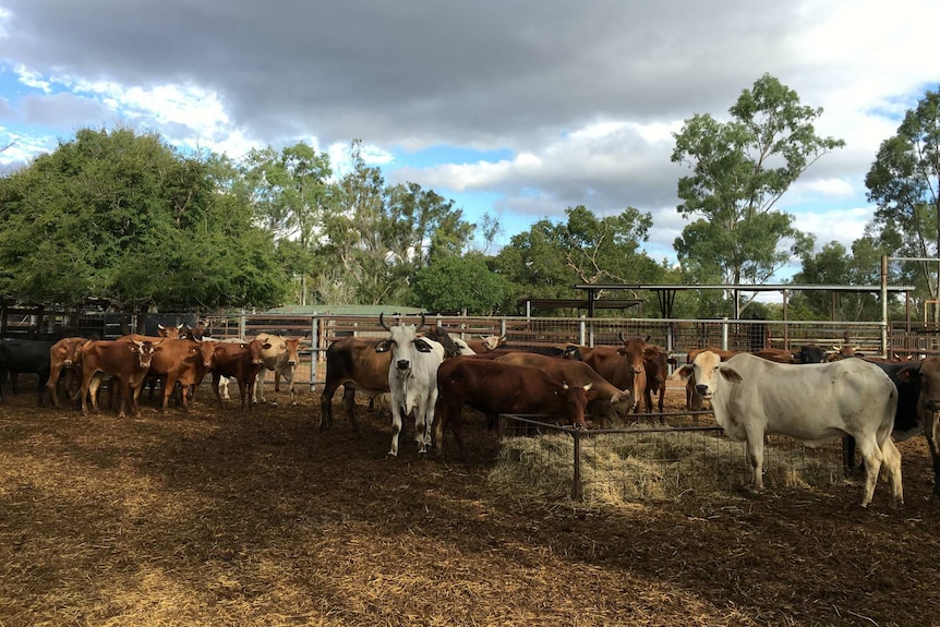 Cattle owned by Matt Bennetto