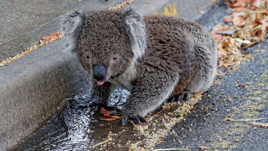 Koala drinking water on roadside