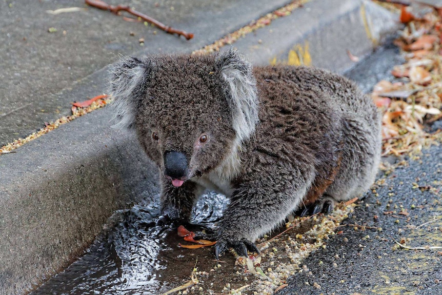 Koala drinking water on roadside