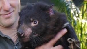 Tasmanian devil with joeys