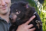 Tasmanian devil with joeys