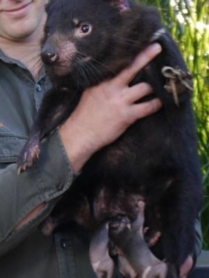 Tasmanian devil with joeys