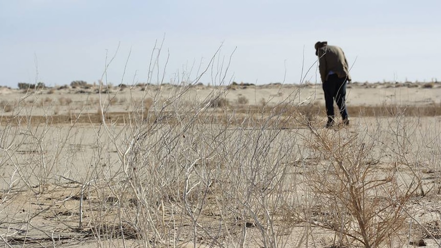 Drought at Cowarie