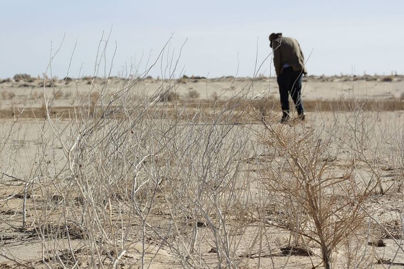 Drought at Cowarie