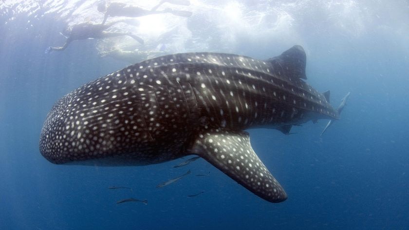 Whale shark