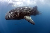 Whale shark