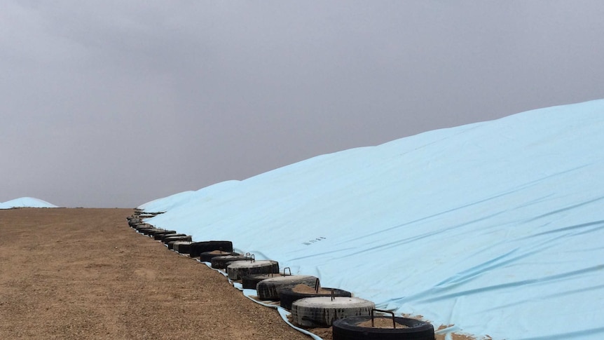A grain bunker is covered with a huge blue tarp which is weighted with tyres filled with concrete