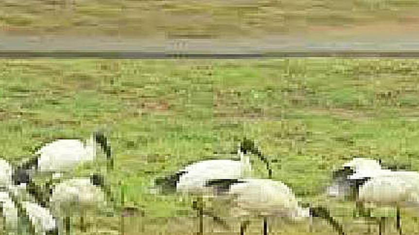 A flock of ibises is contaminating water at Roy Amer Reserve wetlands