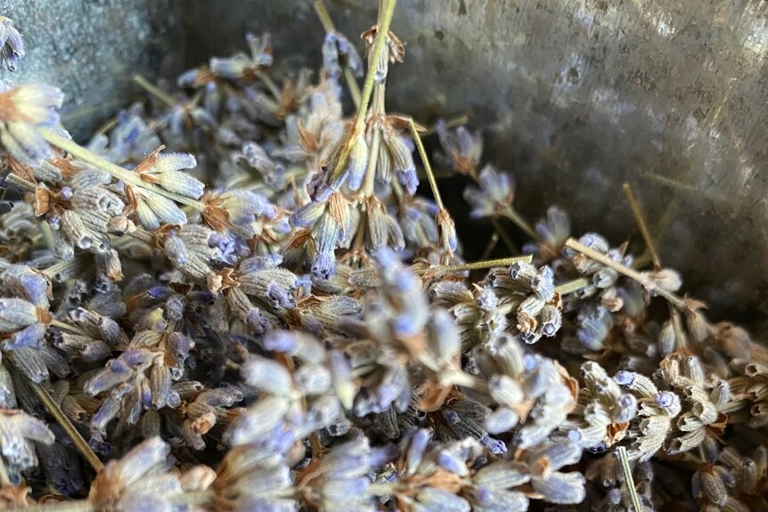 A close-up of dried lavender.