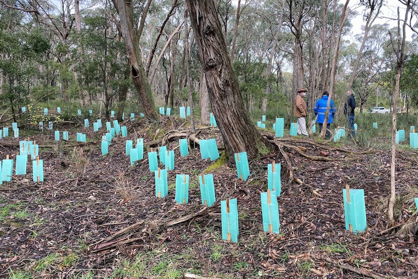 a forest with seedlings