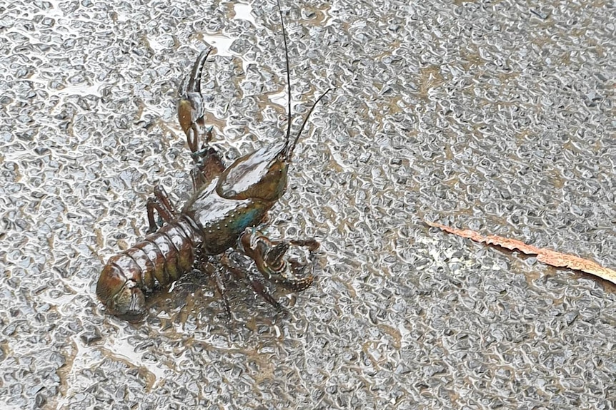 A freshwater crayfish walking across a bitumen road in the rain.