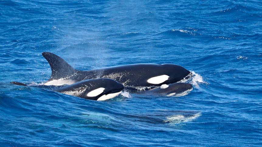 Orca with calf in the water.