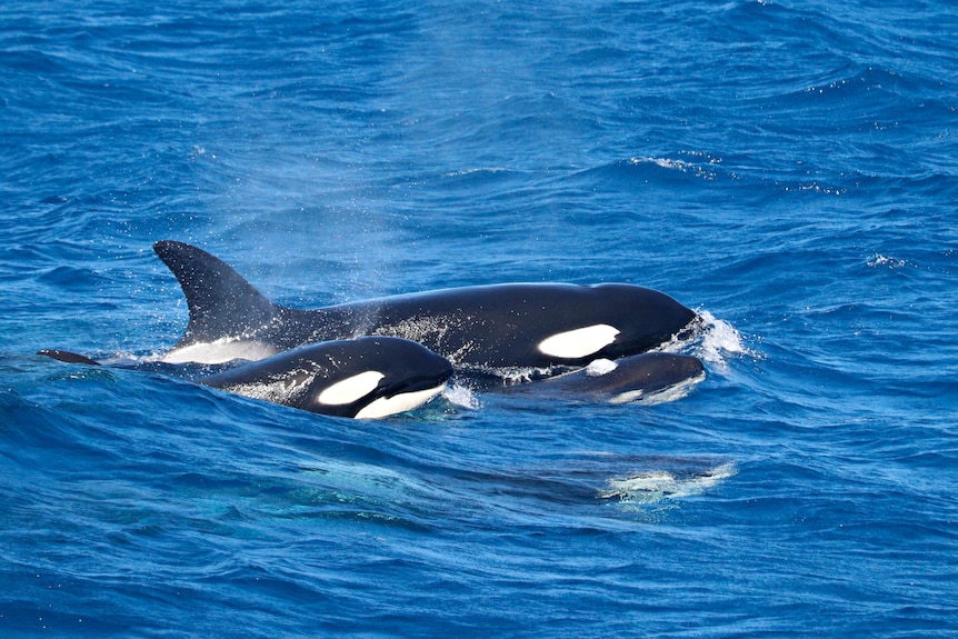 Orca with calf in the water.