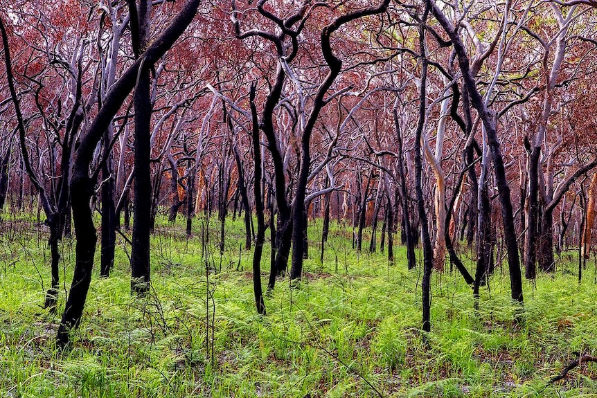A forest of thin, burnt, black eucalypt trees with a canopy of red leaves, ringed by a low cover of bright green ferns.