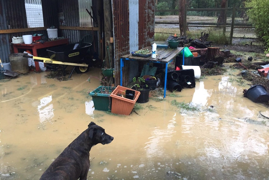 black dog stands in flooded backyard of creswick property in regional victoria