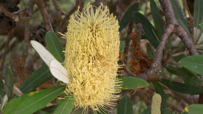 Close up of yellow Banksia flower in bloom in native bushland