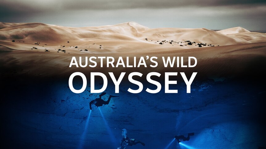 A diver below the sea and an arid landscape above, text overlay reads 'Australia's Wild Odyssey'