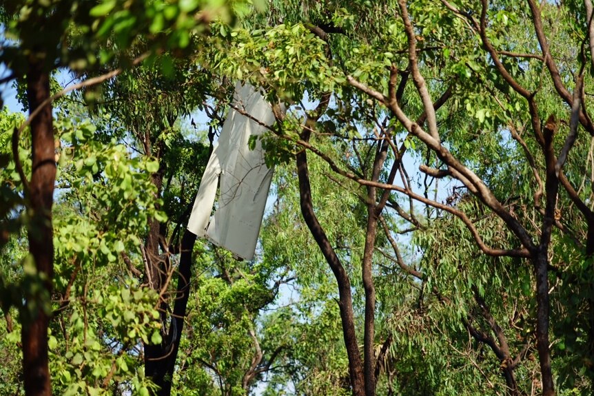 Part of the crashed Cessna hangs in a tree