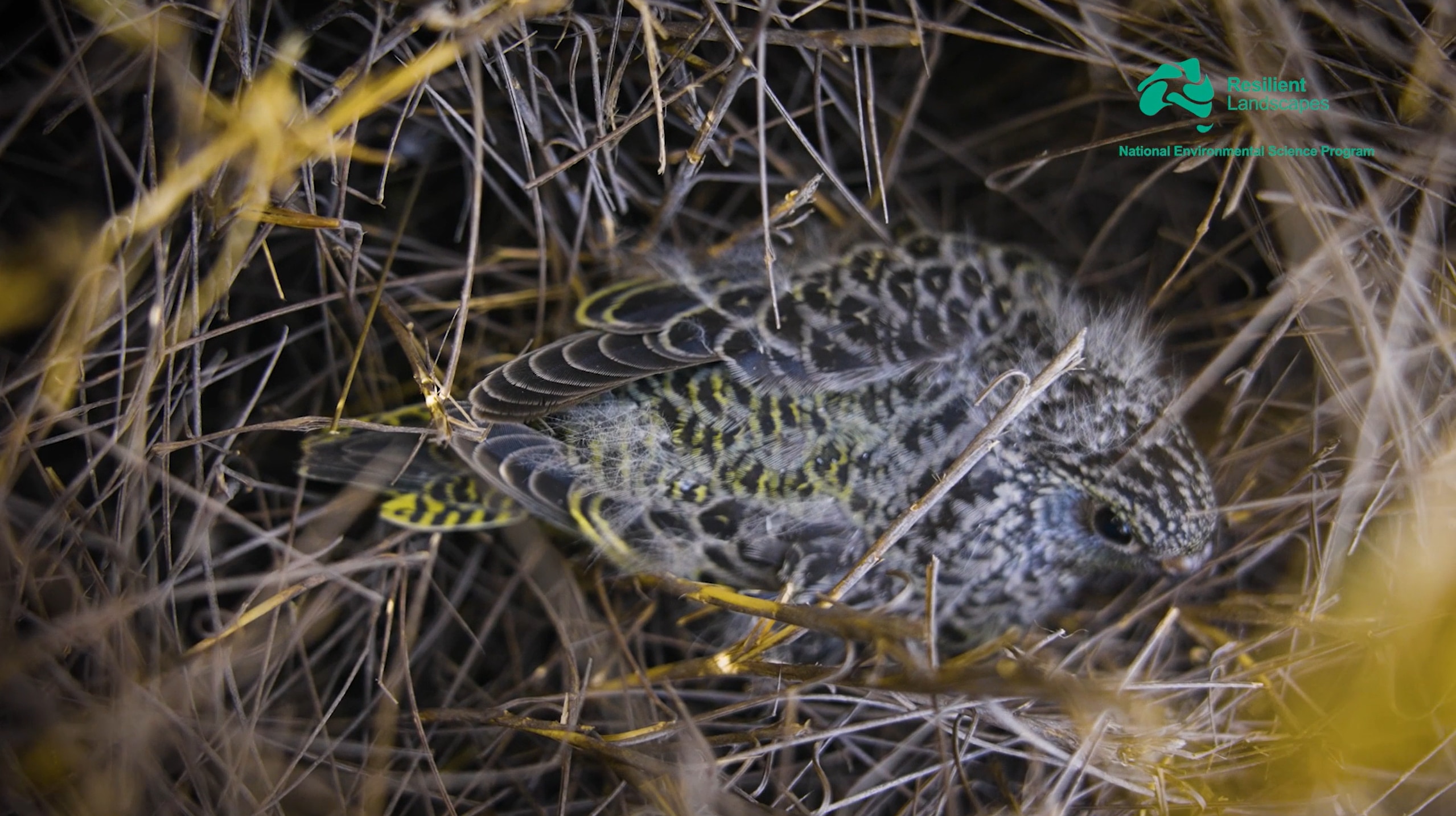 Aerial down view of a grey and green feathered parrot in similarly coloured spinifex hollow.