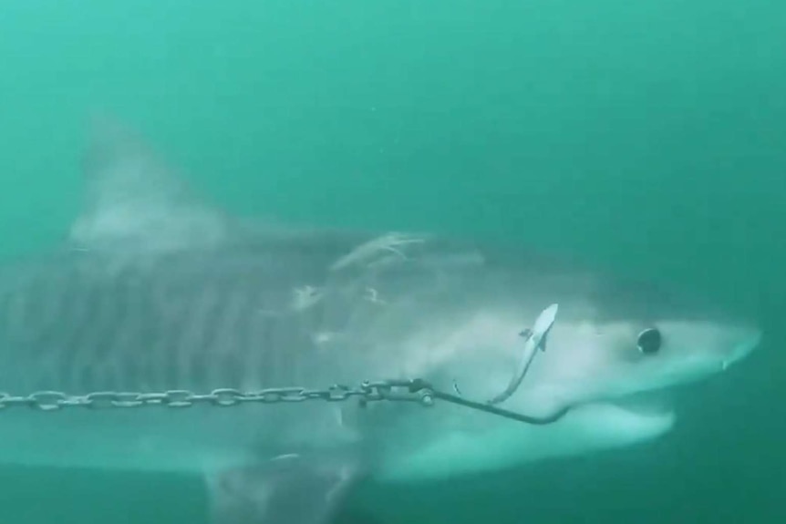 A tiger shark hooked through the mouth on a drum line
