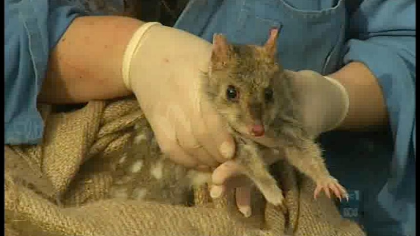 Eastern quoll