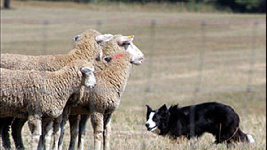 Sheep dog at trials