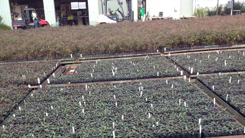 Forestry Corporation nursery for re-planting west of Coffs Harbour