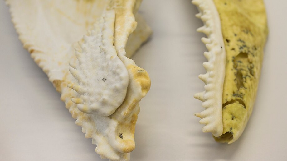 Scientists' 3Dprinted fossil of ancient Canberra region fish an