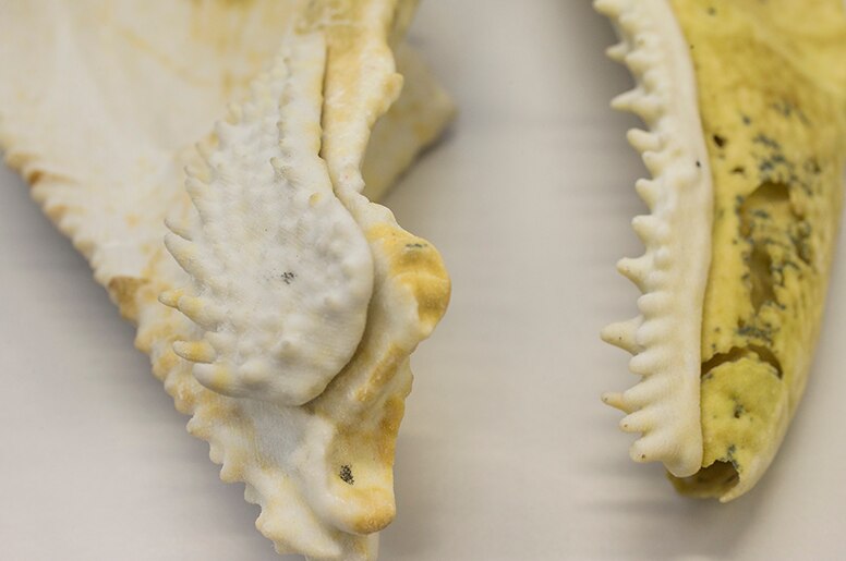 Close up photo of 3D printed model of the jaws of an extinct fish.