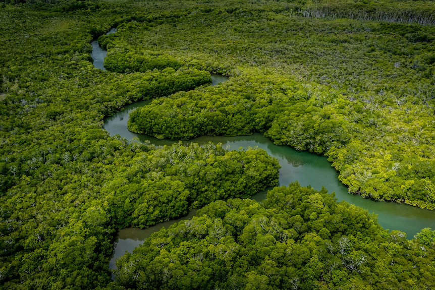 A drone shot of mangroves. 