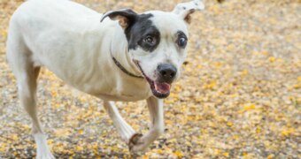 A three-legged dog from Storybook Farm.