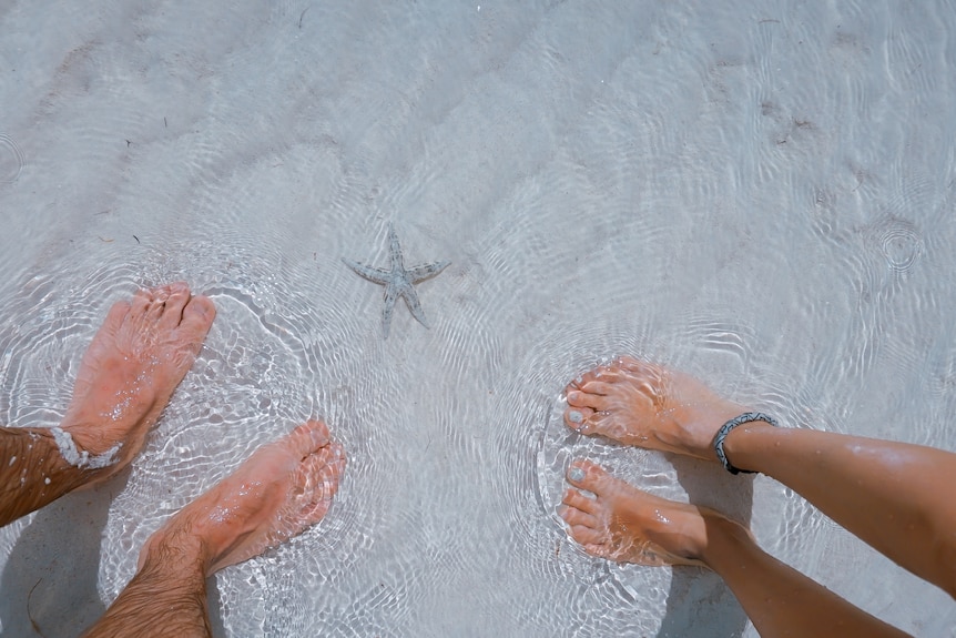 From above bodies from feet to mid-calf stand in shallow water on white sand, near a small starfish.