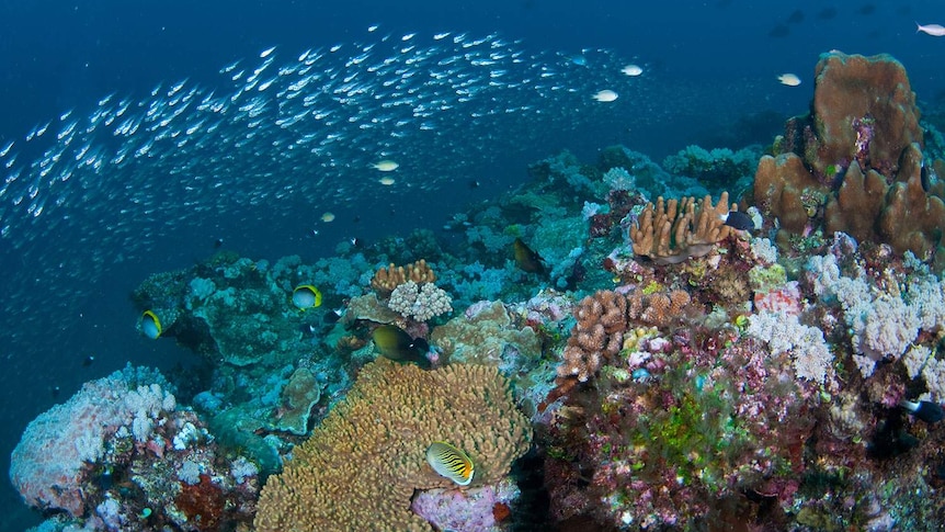 Fish swim among coral on the Great Barrier Reef