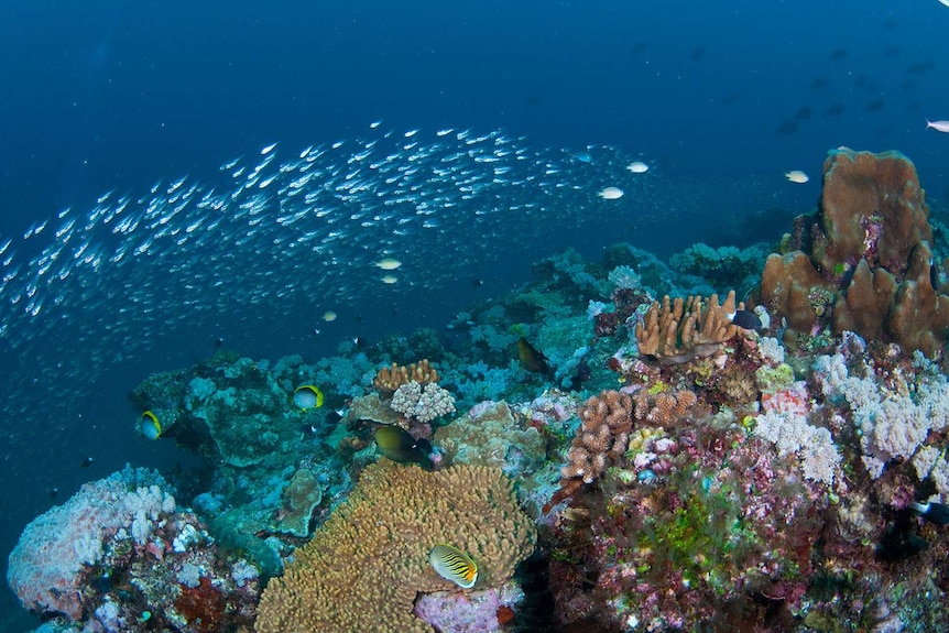 Fish and coral of deep reef on Great Barrier Reef off Townsville in north Queensland