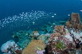 Fish and coral of deep reef on Great Barrier Reef off Townsville in north Queensland