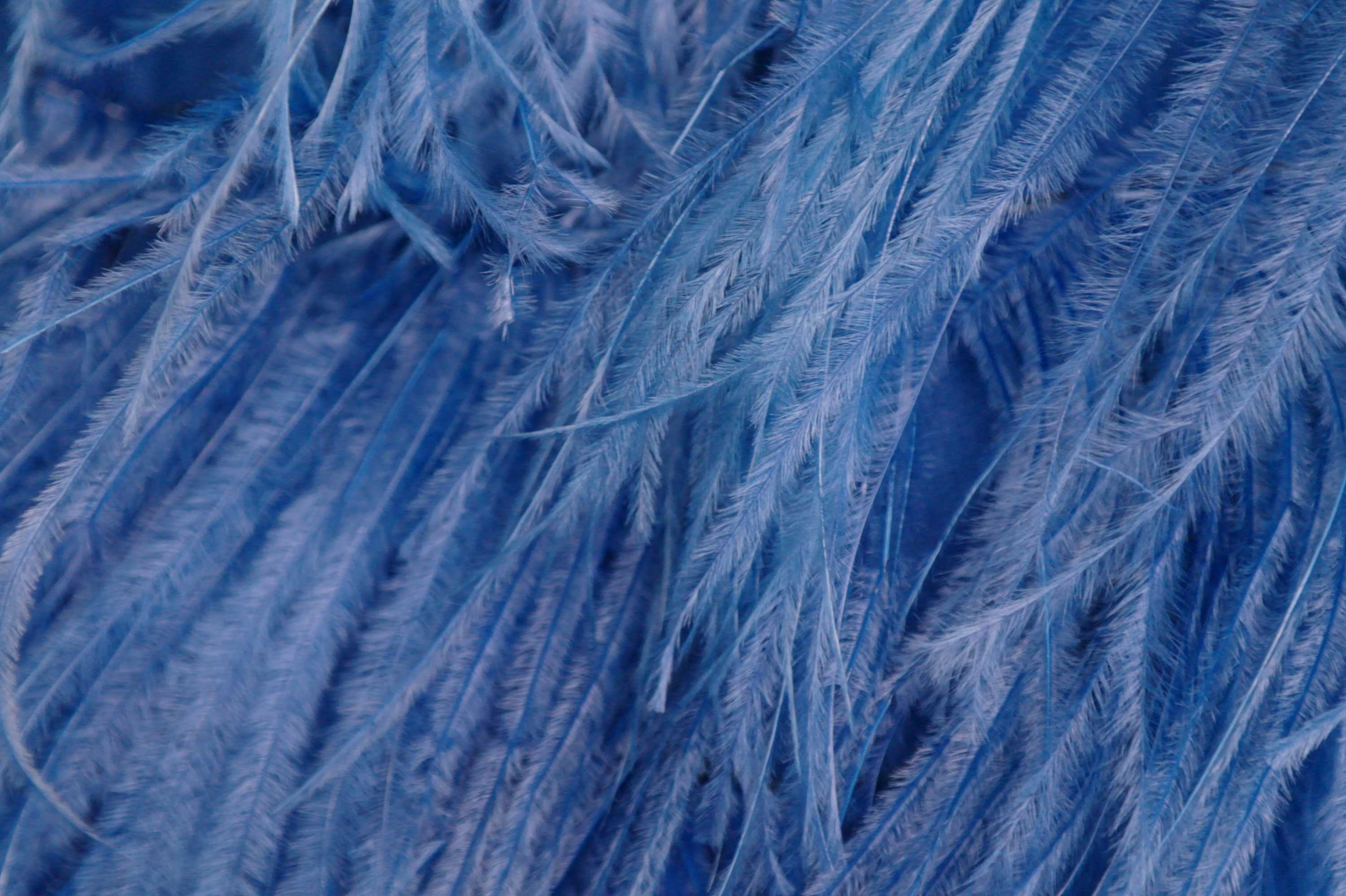 Grass Roots: The Feather Map Project - ABC listen