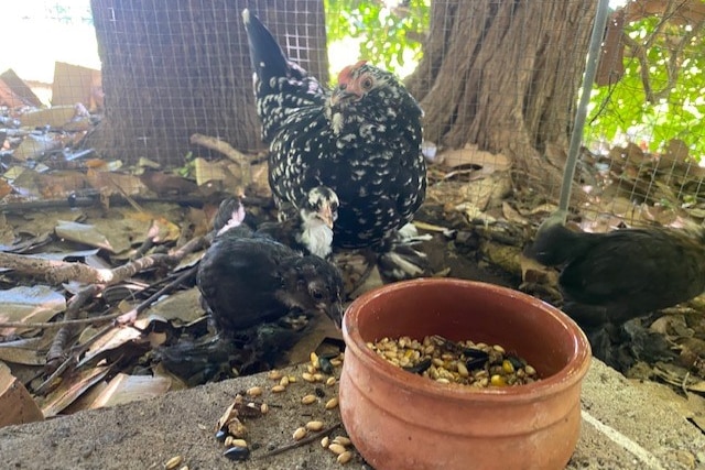A number of black and white chickens