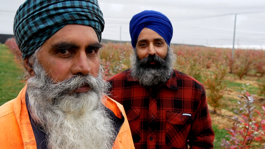 Two men who have beards and wearing a turban are standing in a berry crop looking at the camera