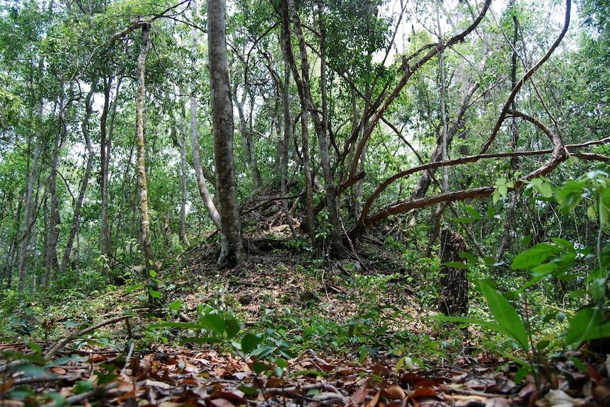 Trees grow over a steep mound.