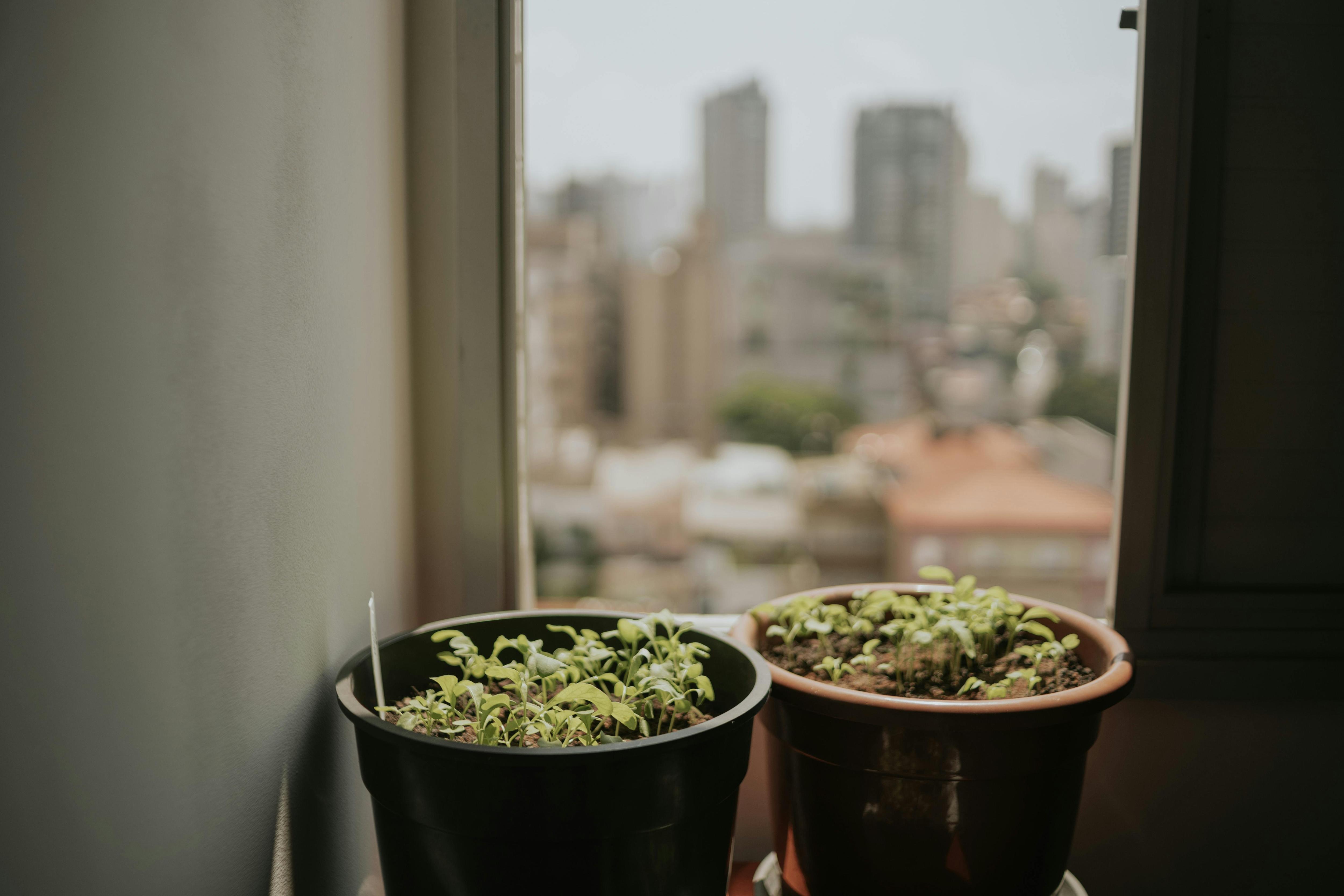 Two plant pots with seedlings growing on a windowsill inside an apartment.
