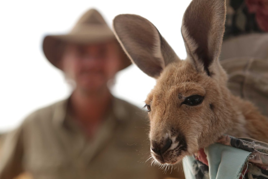 Kangaroo joey at The Kangaroo Sanctuary