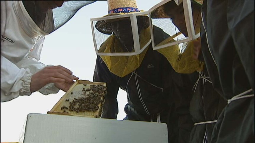 Refugees and migrants take part in a beekeeping course in Hobart.