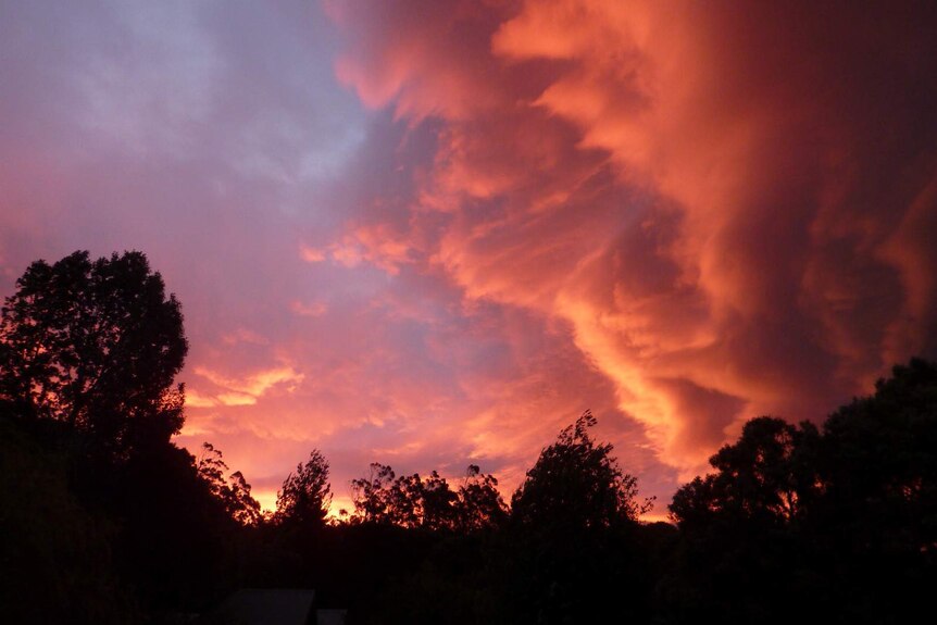 A vivid pink cloud formation with silhouetted trees at the bottom of the frame.
