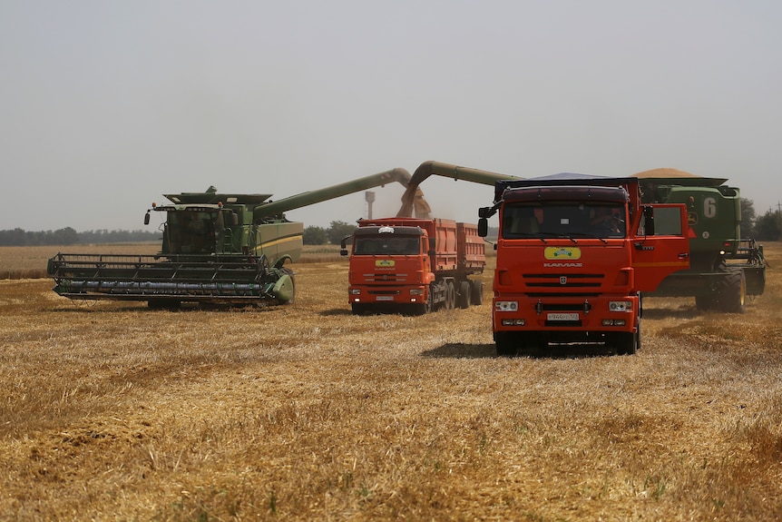 Farmers harvest in a wheat field