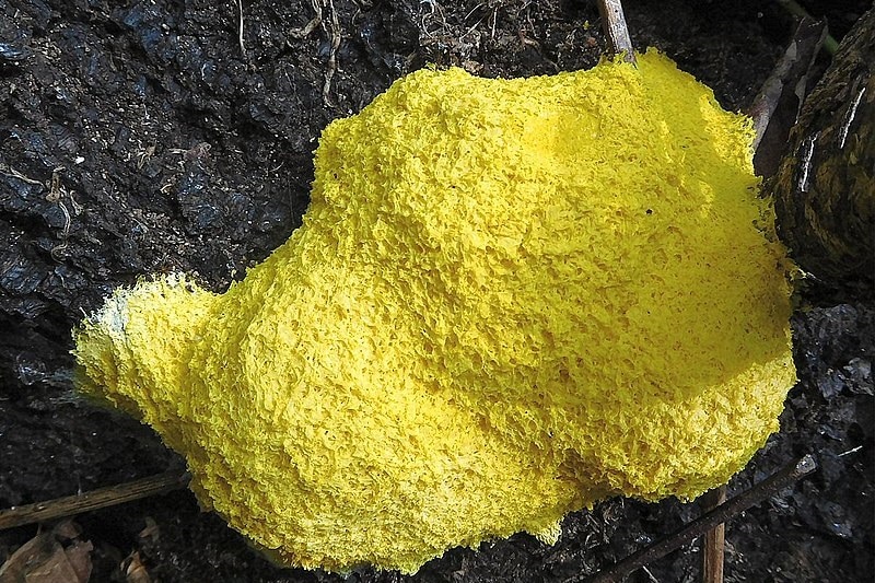 Yellow slime mould