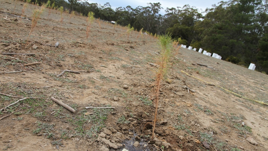 Baby Christmas trees with a hose